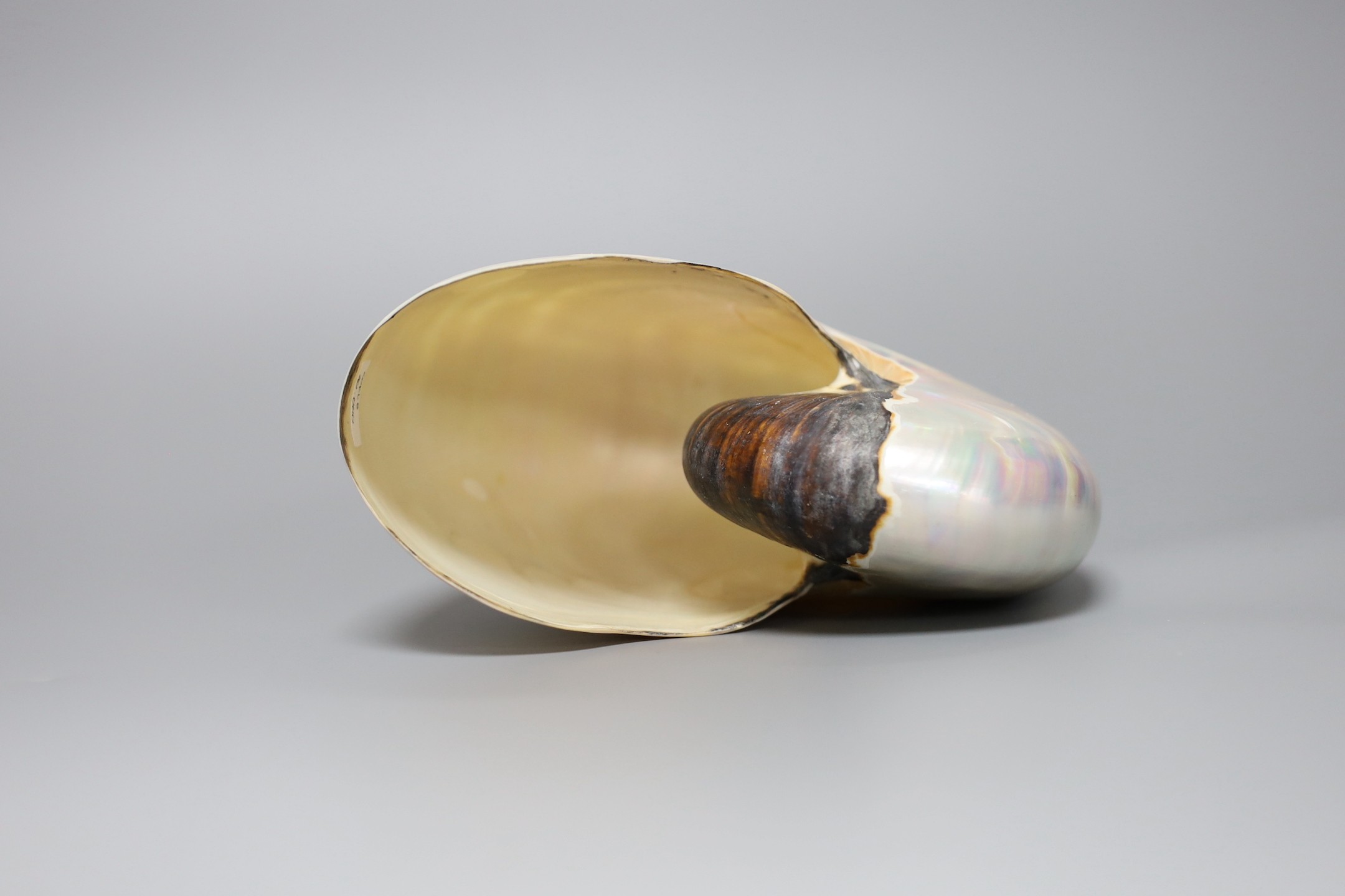 An opalescent sea shell, 17cm